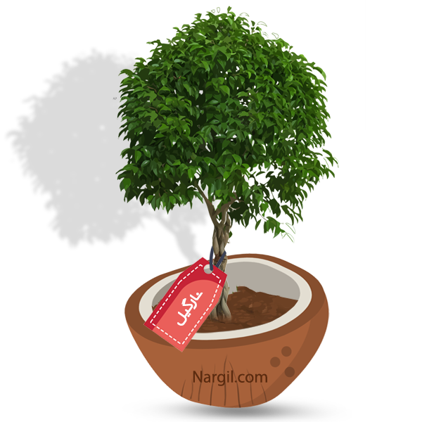Nargil_Ficus Binnendijkii